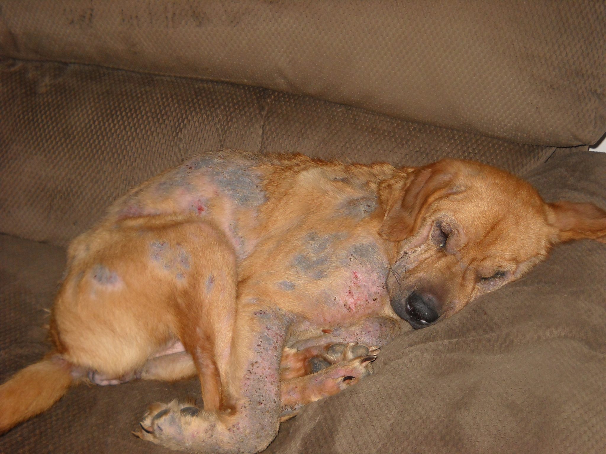 Dog Mange - Best Treatment for Mites in 2021 - Love The Pits